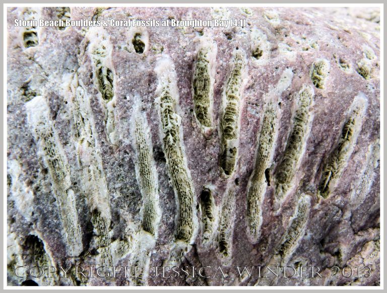 Close-up detail of coral fossils in Carboniferous Limestone boulder on the Gower Peninsula