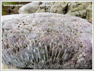 Close-up detail of coral fossils in Carboniferous Limestone boulder on the Gower Peninsula