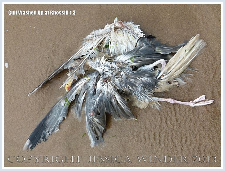 Dead and decomposing seagull washed up on a sandy beach