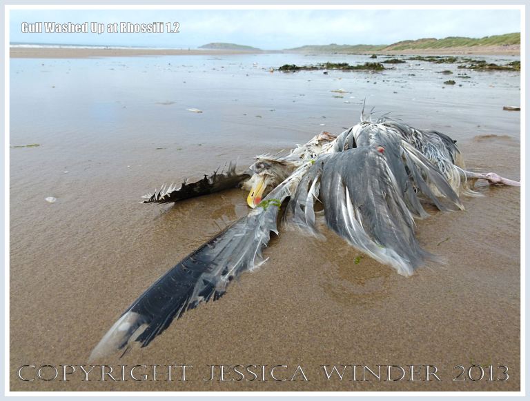 Dead and decomposing seagull washed up on a sandy beach