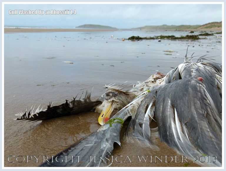 Dead and decomposing seagull washed up on a sandy beach