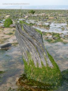 Old tree trunks in beach deposits at Whiteford Sands