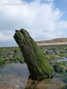 Old tree trunks in beach deposits at Whiteford Sands
