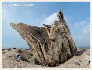 Aspect of a piece of driftwood on a sandy beach with pebbles