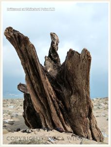 Aspect of a piece of driftwood on a sandy beach with pebbles