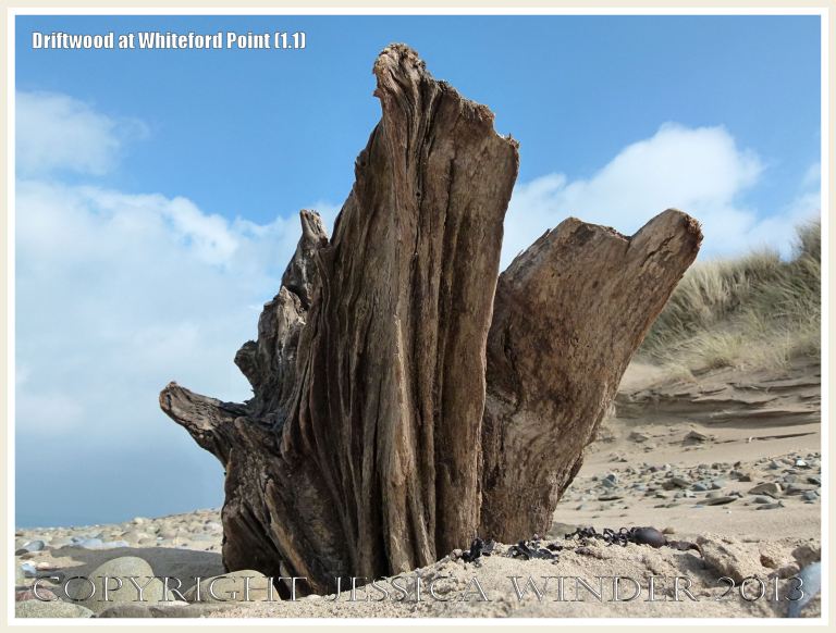 Aspect of a piece of driftwood on a sandy beach with pebbles