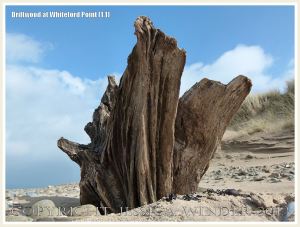 Aspect of a piece of driftwood on a sandy beach with pebbles