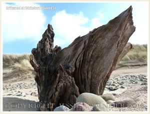 Aspect of a piece of driftwood on a sandy beach with pebbles