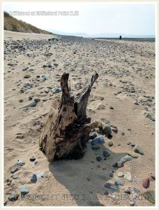 Aspect of a piece of driftwood on a sandy beach with pebbles