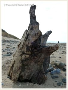 Aspect of a piece of driftwood on a sandy beach with pebbles