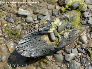 Old tree trunks in beach deposits at Whiteford Sands
