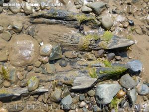 Old tree trunks in beach deposits at Whiteford Sands