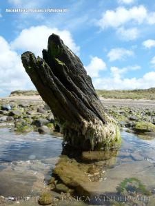 Old tree trunks in beach deposits at Whiteford Sands