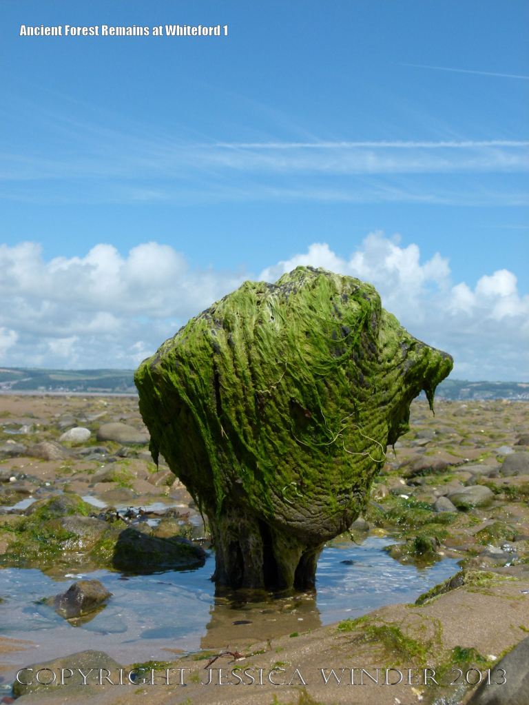 Old tree trunks in beach deposits at Whiteford Sands