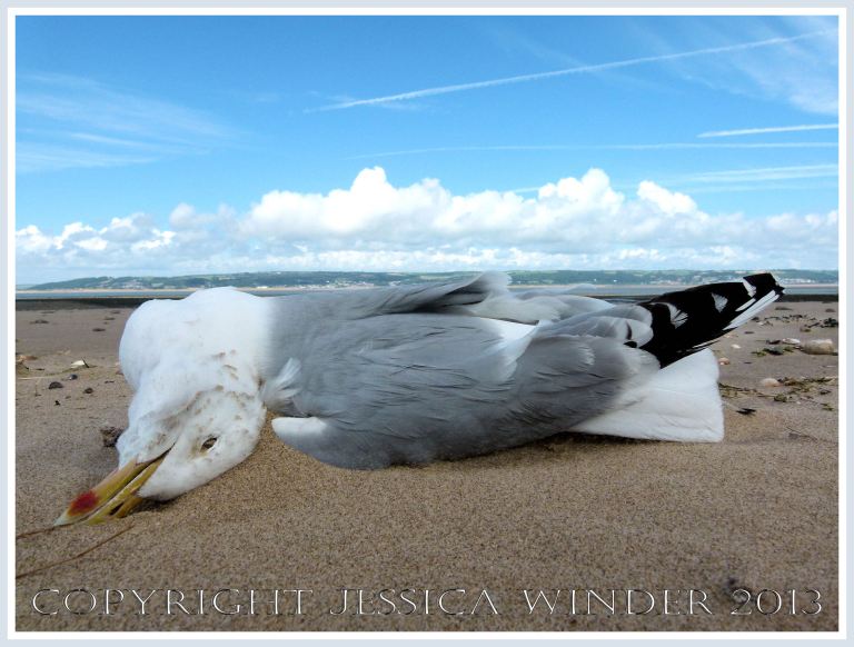 Dead seagull on a sandy beach