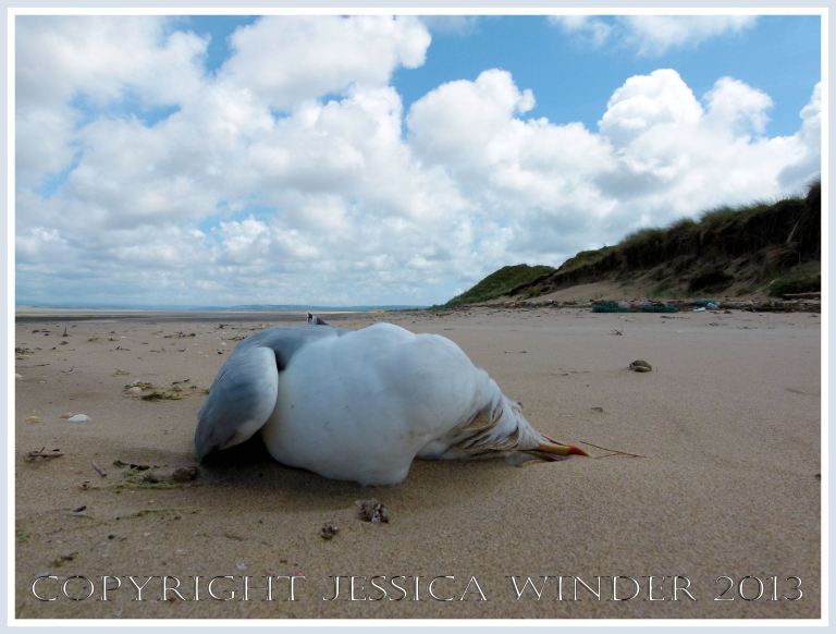 Dead seagull on a sandy beach