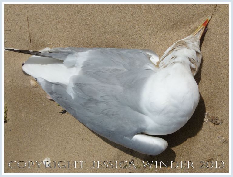 Dead seagull on a sandy beach