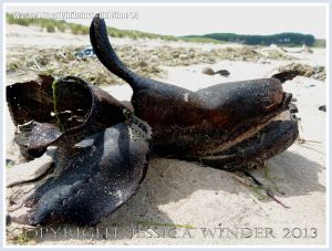 Old leather shoe washed ashore as flotsam on a sandy beach