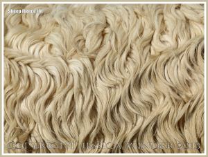 Curly wool sheep fleece