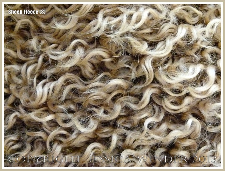 Curly wool sheep fleece