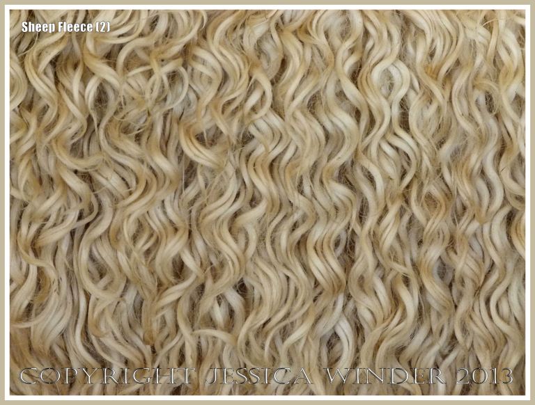 Curly wool sheep fleece