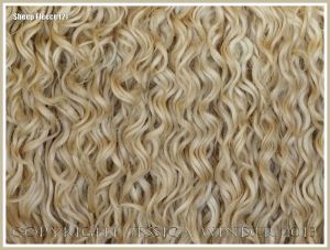 Curly wool sheep fleece
