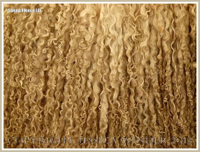 Curly wool sheep fleece