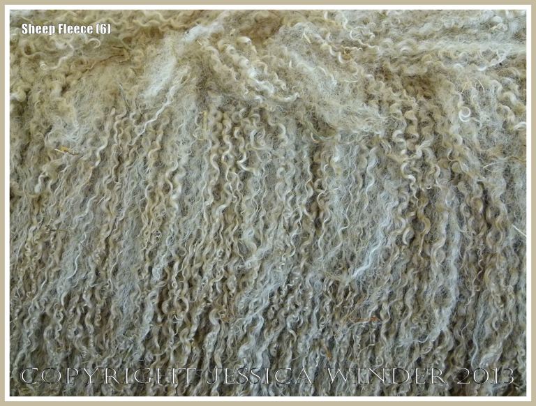 Curly wool sheep fleece