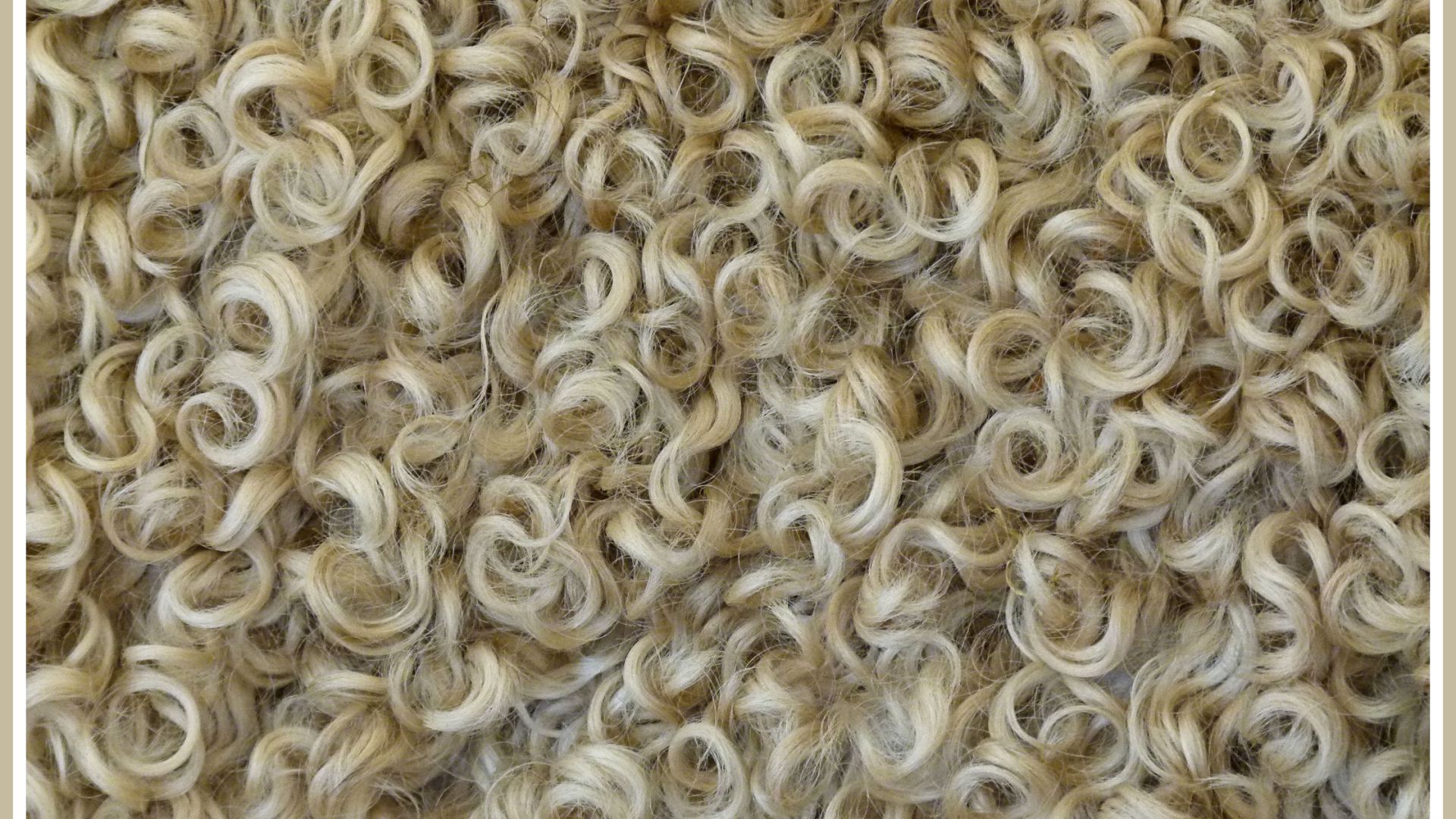 Curly wool sheep fleece