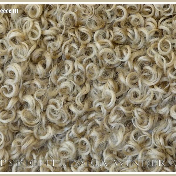 Curly wool sheep fleece