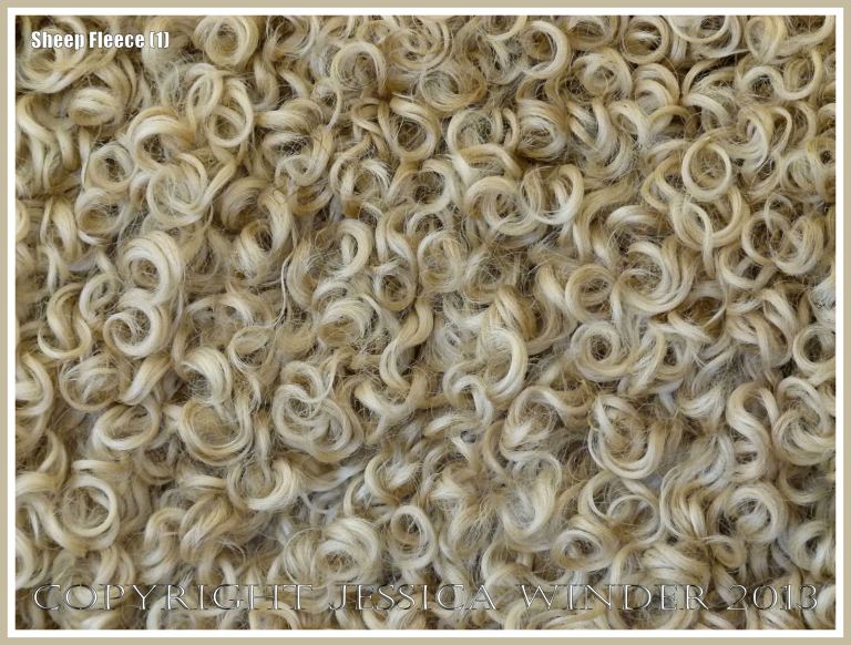 Curly wool sheep fleece