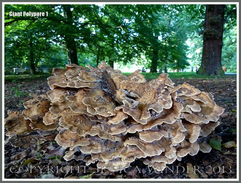 Giant Polypore fungus - Meripilus giganteus