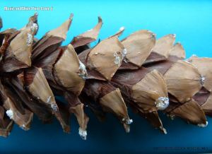 Pine cone from the Mexican White Pine tree.