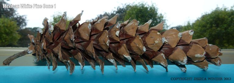 Pine cone from the Mexican White Pine tree.
