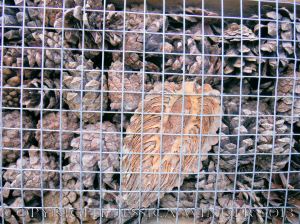 Artificial habitat for encouraging insect biodiversity and conservation