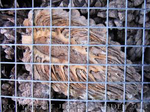 Artificial habitat for encouraging insect biodiversity and conservation