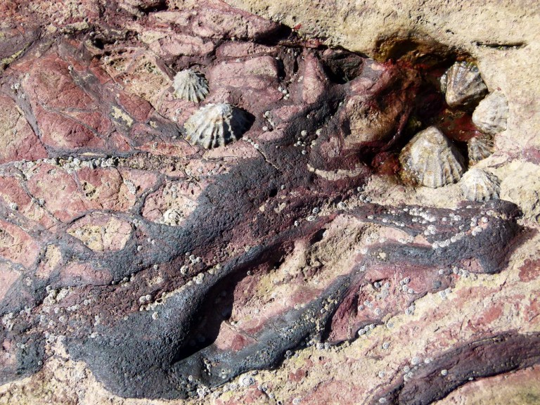 Limpets on dark red and purple rock