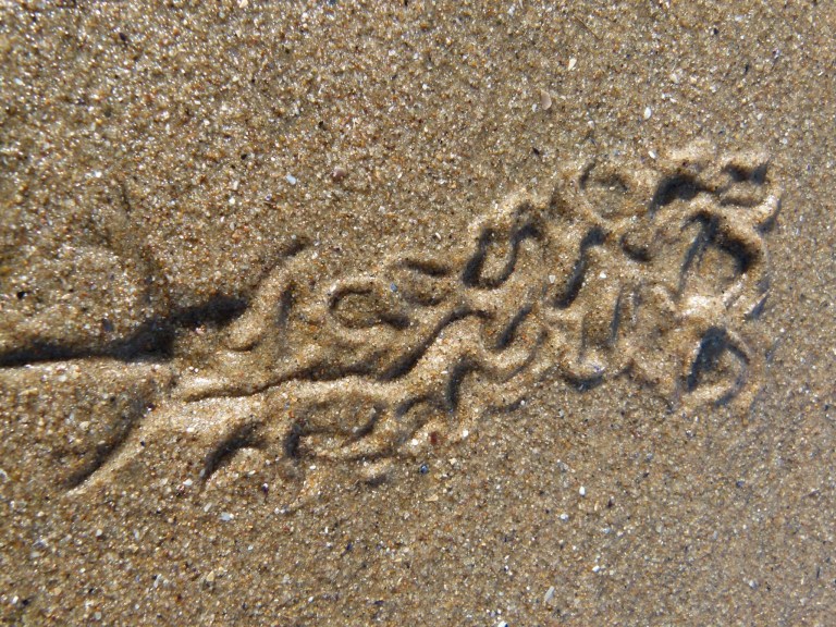 Marks made by emerging brittle stars in wet sand