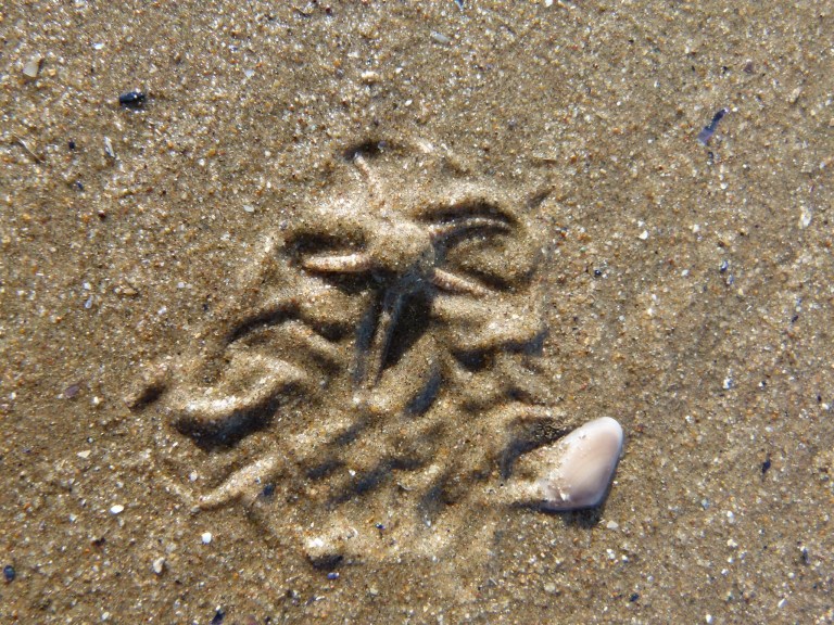 Marks made by emerging brittle stars in wet sand
