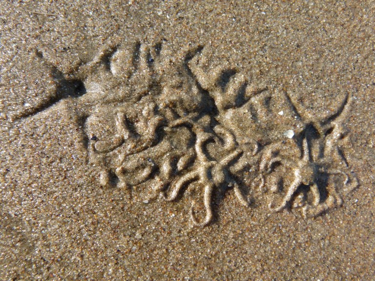Marks made by emerging brittle stars in wet sand