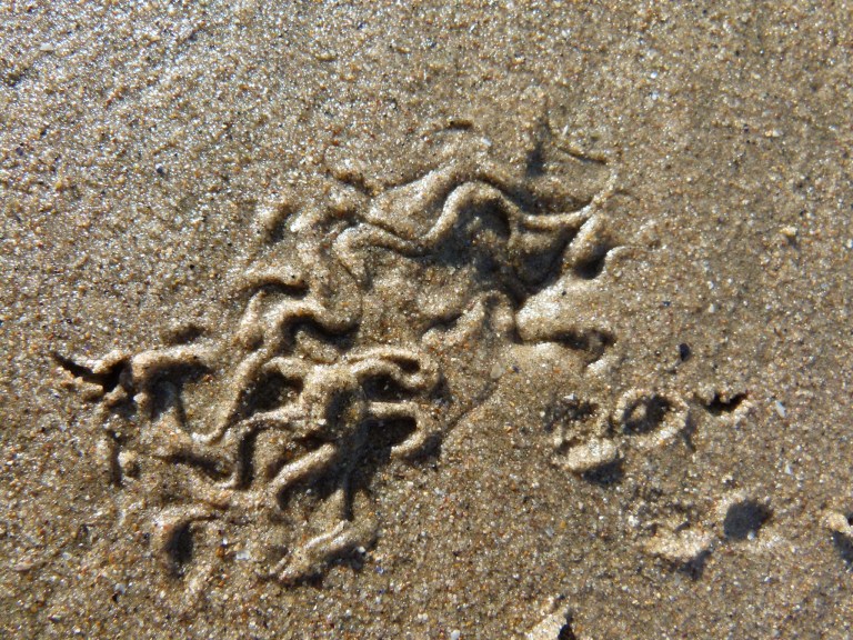 Marks made by emerging brittle stars in wet sand