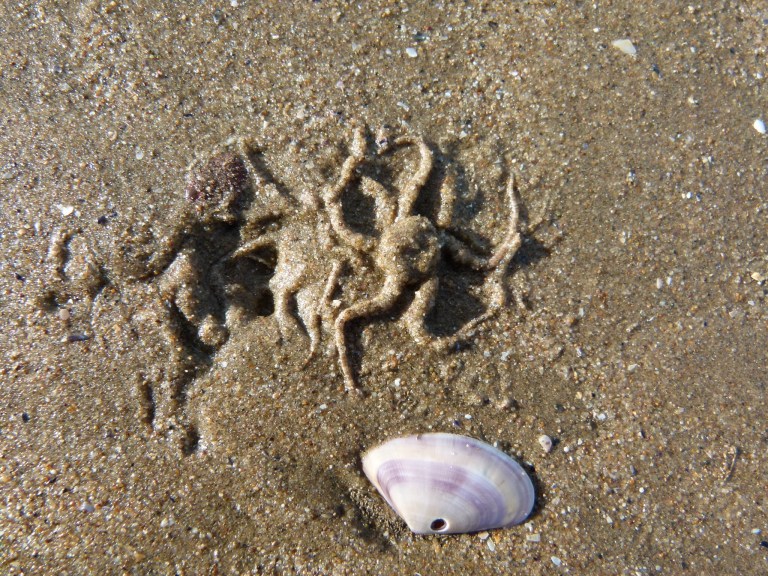 Marks made by emerging brittle stars in wet sand