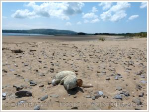 Lost soft toy duck on the beach
