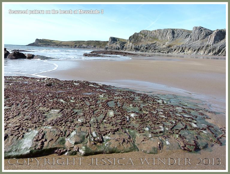 Natural pattern of green and red algae on a seashore rock