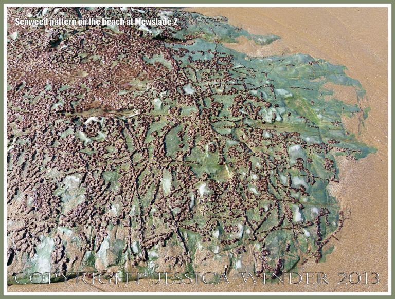 Natural pattern of green and red algae on a seashore rock