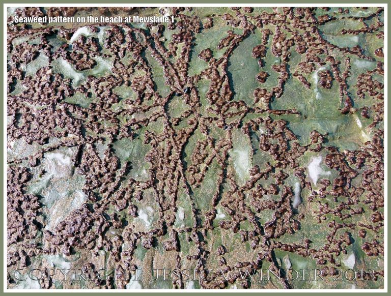 Natural pattern of green and red algae on a seashore rock
