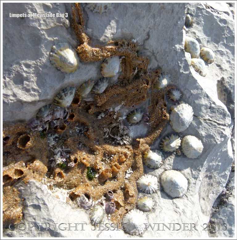 Limpets living on the rocky shore