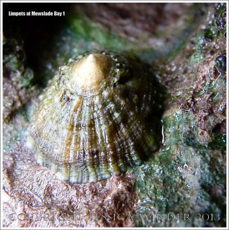 Limpet living on the rocky shore