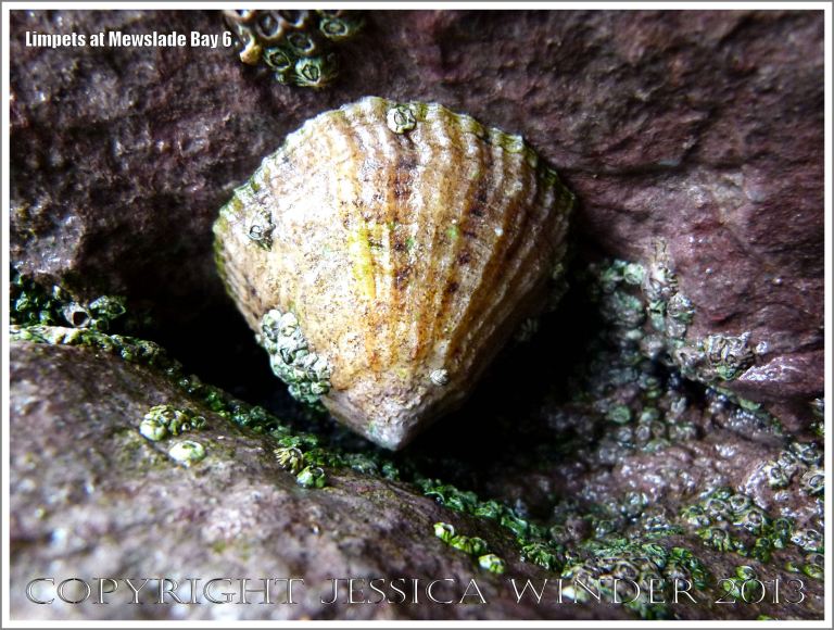 Limpet living on the rocky shore