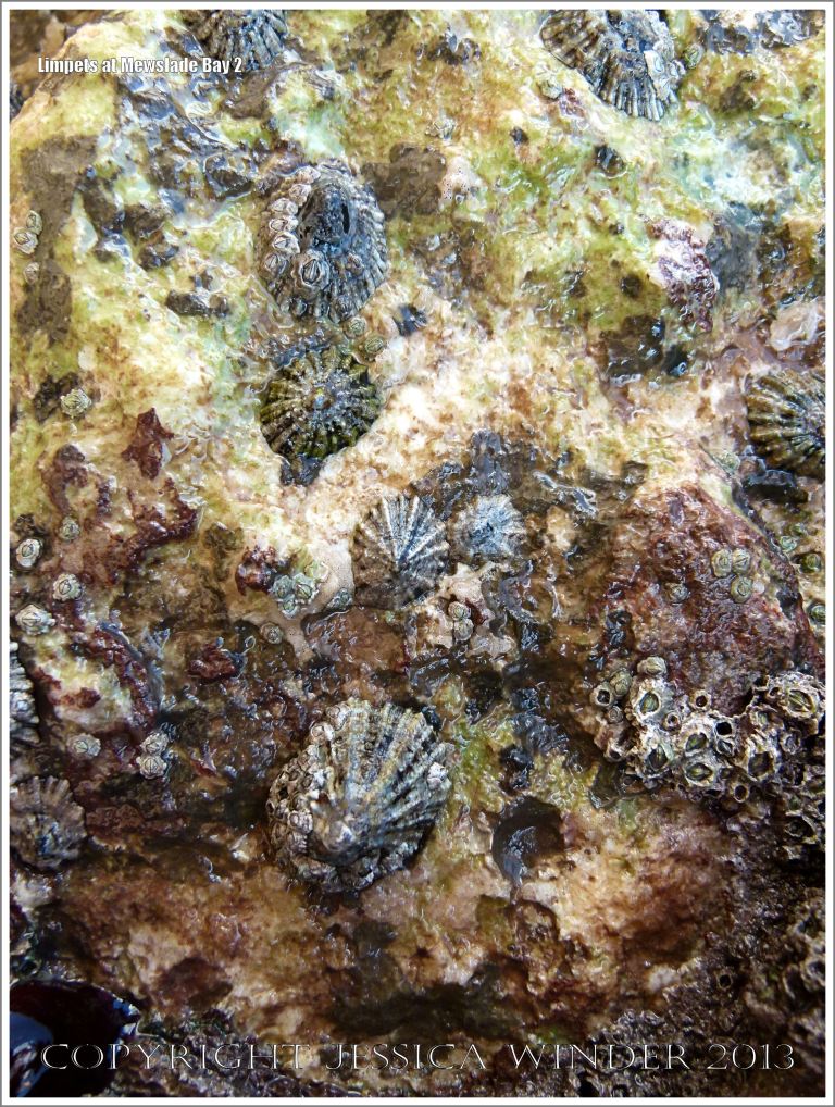 Limpets living on the rocky shore
